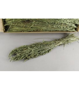 Bromus ( avoine) bs 150 g