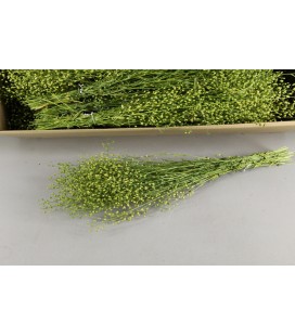Lupidium Bs 45 g