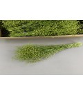 Lupidium Bs 45 g