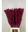 Pampa Silvy Naturel  10 tiges