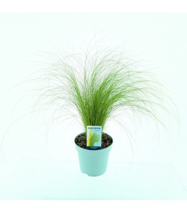 Stipa Ø 17