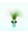 Stipa Ø 17