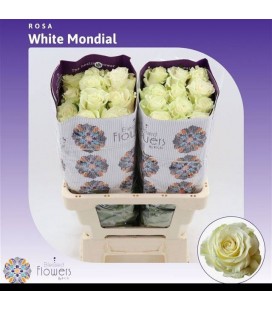 Rose Mondial 70 cm x 25