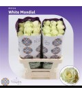 Rose Mondial 70 cm