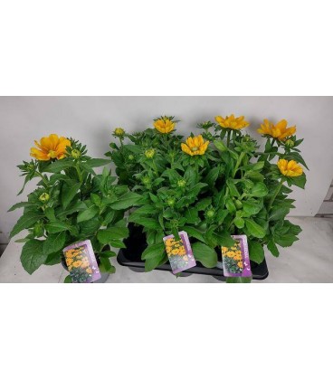 Rudbekia pot 13