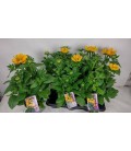 Rudbekia pot 17