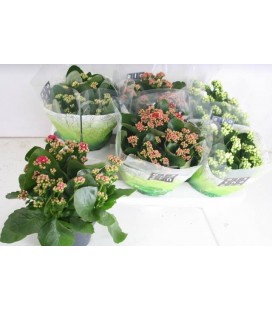 Kalanchoe pot de 15