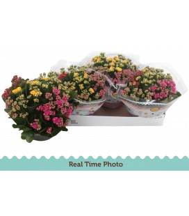 Kalanchoe Coupe de 23 Carnaval 