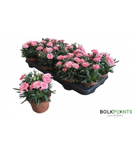 Oeillet osc pink Ø 10.50