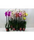 Phalaenopsis Ø12 h 70 mix 2 b