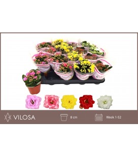 Kalanchoe  Ø 08 mix