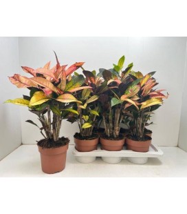 Croton Mrs Iceton Ø 17 h 55