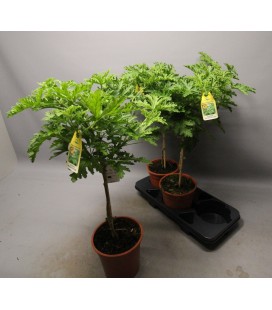 Geranium citronel Ø19 h 75