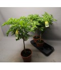 Geranium citronel Ø19 h 80