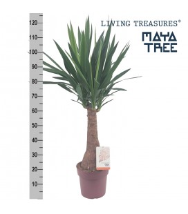 Yucca  pot de 23 h 130