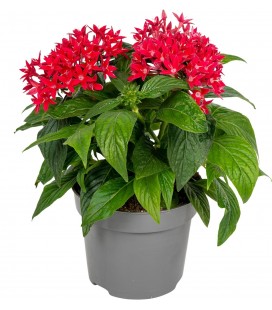 Pentas Lipstick pot de 13