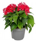 Pentas Lipstick pot de 12