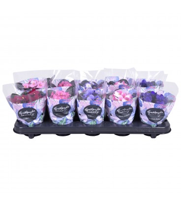 St Paulia mix pot de 10