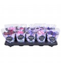 St Paulia mix pot de 10
