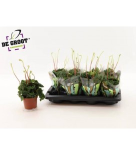 Peperomia Ø 12 