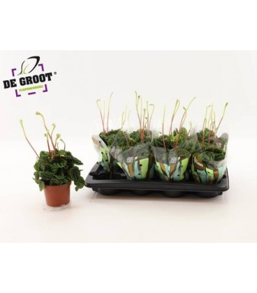 Peperomia Ø 12 