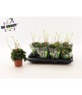 Peperomia Ø 12 