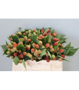 Rubus (Mûres) 50 cm
