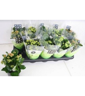Kalanchoe Ø12 mix 5 coul