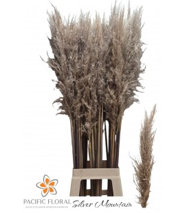 Pampa Silver mount 110 cm