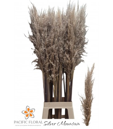 Pampa Silver mount 120 cm