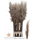 Pampa Silver mount 120 cm