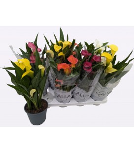 Calla mix pot de 14 h 40