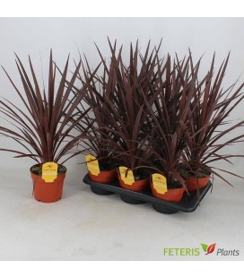 Cordyline Red Star Ø 17