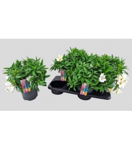 Alstromeria Mag White Ø 17