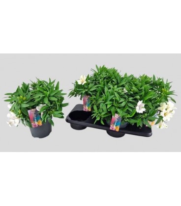 Alstromeria Mag White Ø21