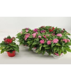 Pentas Graffi Mix pot de 12