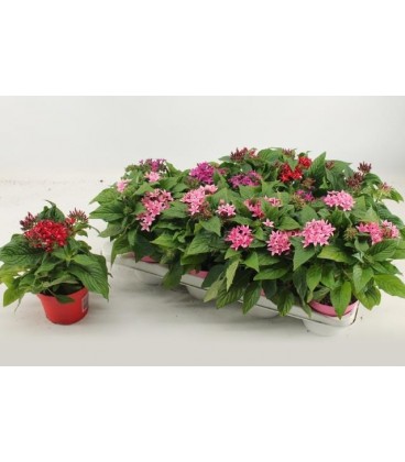 Pentas Graffi Mix pot de 12