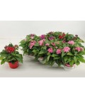 Pentas Graffi Mix pot de 12