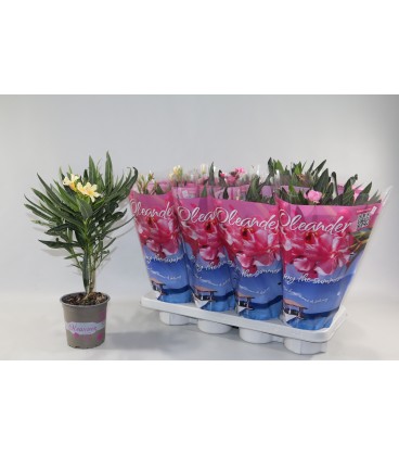 Laurier rose mix Ø 13 h 40