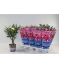 Laurier rose mix Ø 13 h 40
