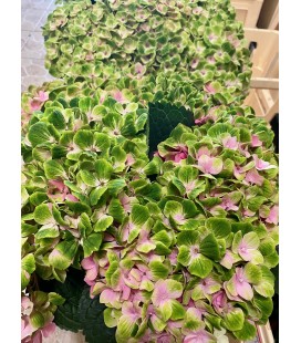 Hortensia royale Amigo 60 cm
