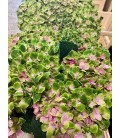 Hortensia royale Amigo 60 cm