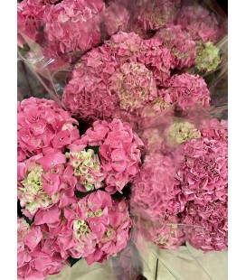 Hortensia Halo Ø 14