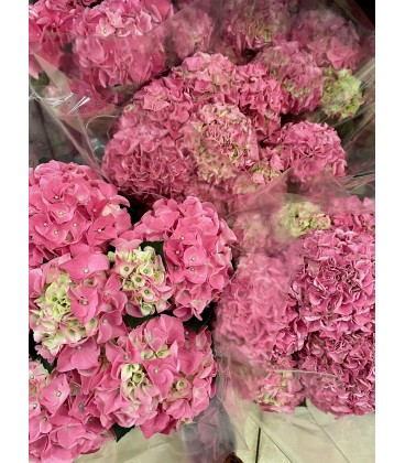 Hortensia Halo Ø 14