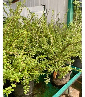 Lonicera elegant Ø 14