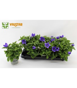 Platycodon Bleu pot de 12 cm