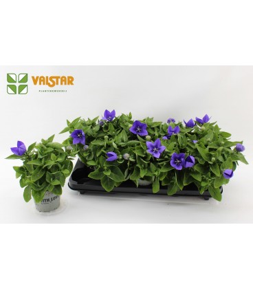 Platycodon Blanc pot de 12 cm