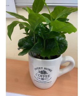 Café plantes +tasse
