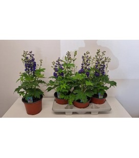 Delphinium mix Ø 19 h 54