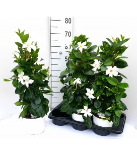 Dipladenia Rio White Ø 17 h 50
